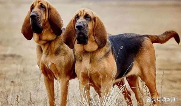 三角洲寻血猎犬不封号吗(有没有长期不封号的寻血猎犬?) 三角洲寻血猎犬不封号吗(有没有长期不封号的寻血猎犬?)